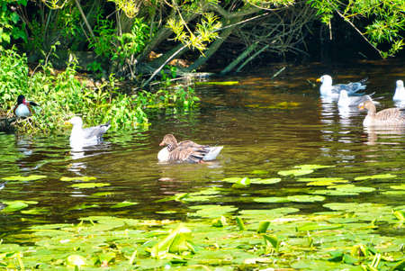 Group ofeuropean herring gull on heligoland - island Dune - cleaning feather in sweet water pond - Larus argentatusの写真素材