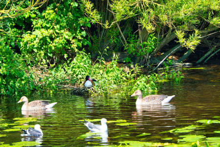 Group ofeuropean herring gull on heligoland - island Dune - cleaning feather in sweet water pond - Larus argentatusの写真素材