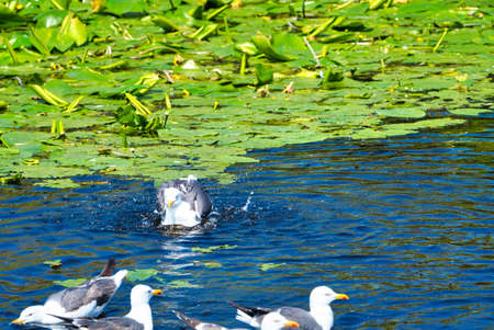Group ofeuropean herring gull on heligoland - island Dune - cleaning feather in sweet water pond - Larus argentatusの写真素材