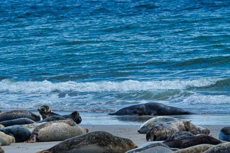 Wijd Grey seal on the north beach of Heligoland - island Dune i- Northsea - Germany