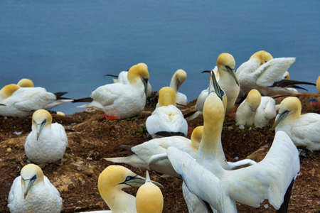 colony of northern garnet on the red Rock - Heligoland islandの写真素材