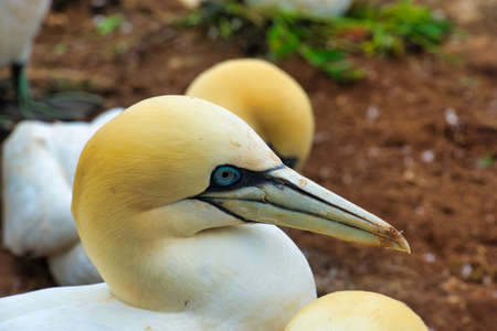 portrait of a single  northern garnet on the red Rock - Heligoland islandの写真素材