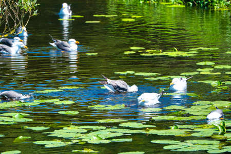 Group ofeuropean herring gull on heligoland - island Dune - cleaning feather in sweet water pond - Larus argentatusの写真素材