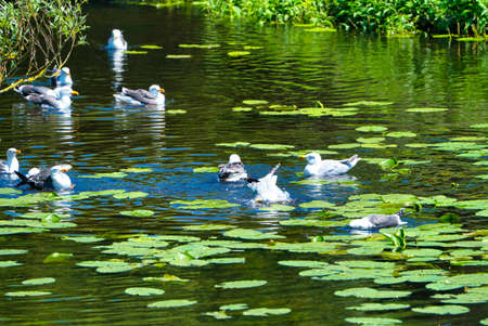 Group ofeuropean herring gull on heligoland - island Dune - cleaning feather in sweet water pond - Larus argentatusの写真素材