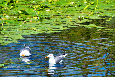 Group ofeuropean herring gull on heligoland - island Dune - cleaning feather in sweet water pond - Larus argentatusの写真素材