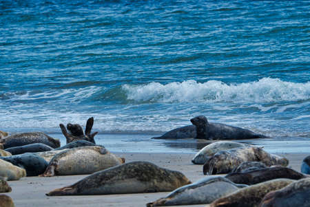 Wijd Grey seal on the north beach of Heligoland - island Dune i- Northsea - Germanyの写真素材