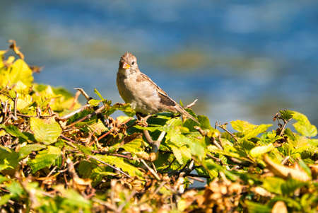 single old sparrow - windy place in front of waterの写真素材