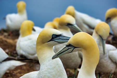 colony of northern garnet on the red Rock - Heligoland islandの写真素材