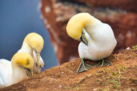 couple of northern garnet on the red Rock - Heligoland islandの写真素材