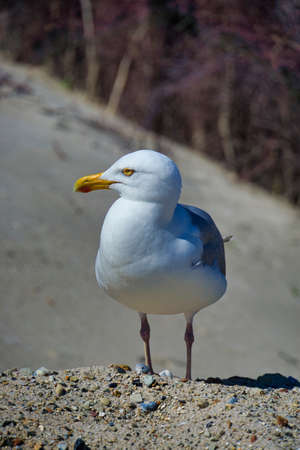 Single european herring gull on heligoland - island Dune - North beach - Larus argentatus