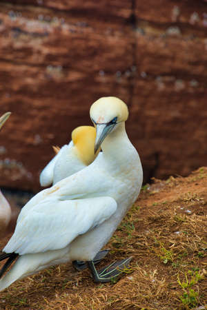 single  northern garnet on the red Rock - Heligoland islandの写真素材