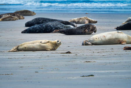 Grey seal on South beach ofHeligoland - island Dune - germanyの写真素材