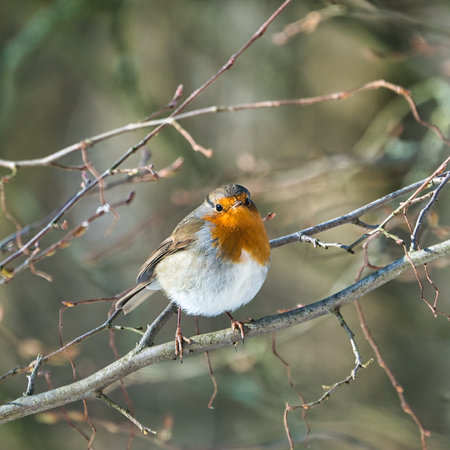 single robin in the winterの写真素材