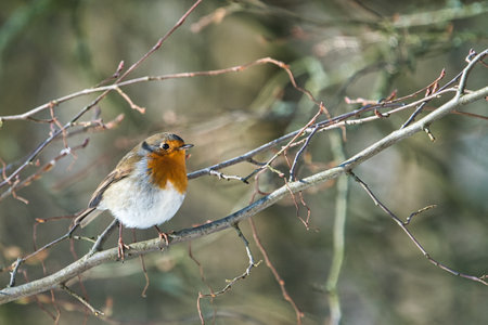 single robin in the winterの写真素材
