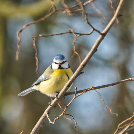 one blue tit on a tree in the winter , cold and sunny day with no peopleの写真素材