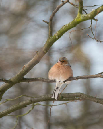 one cold chaffinch on a tree at a sunny and frosty winter dayの写真素材