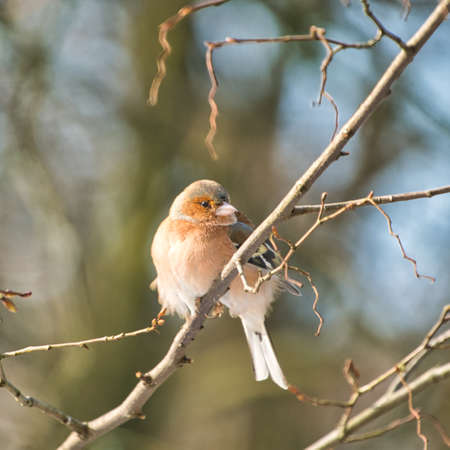 one cold chaffinch on a tree at a sunny and frosty winter dayの写真素材