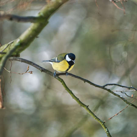 one greathungry great tit in the winter tit on a tree at a cold and sunny winter dayの写真素材