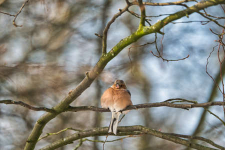 one cold chaffinch on a tree at a sunny and frosty winter dayの写真素材