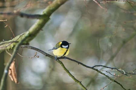 one greathungry great tit in the winter tit on a tree at a cold and sunny winter dayの写真素材