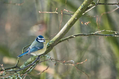 one blue tit on a tree in the winter , cold and sunny day with no peopleの写真素材