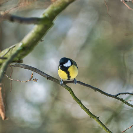 one greathungry great tit in the winter tit on a tree at a cold and sunny winter dayの写真素材