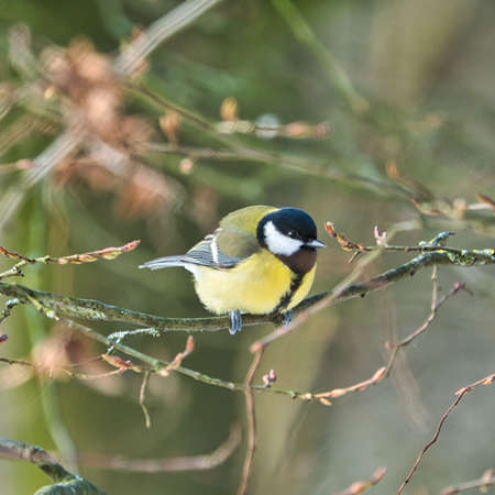 one greathungry great tit in the winter tit on a tree at a cold and sunny winter dayの写真素材