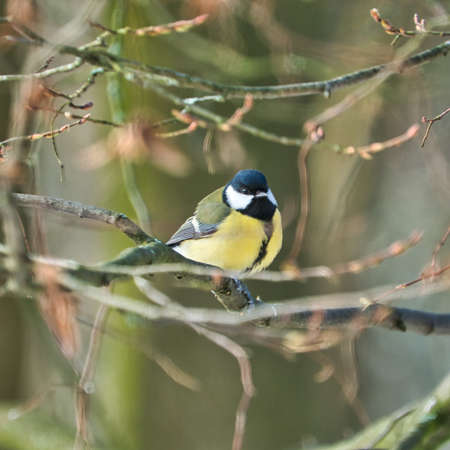 one greathungry great tit in the winter tit on a tree at a cold and sunny winter dayの写真素材