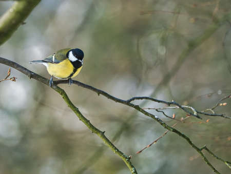 one greathungry great tit in the winter tit on a tree at a cold and sunny winter dayの写真素材