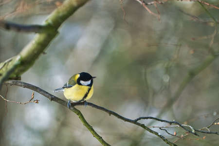 one greathungry great tit in the winter tit on a tree at a cold and sunny winter dayの写真素材