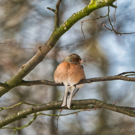 one cold chaffinch on a tree at a sunny and frosty winter dayの写真素材