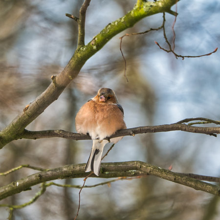 one cold chaffinch on a tree at a sunny and frosty winter dayの写真素材
