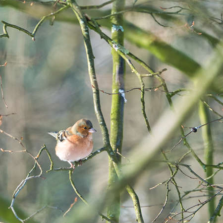 one cold chaffinch on a tree at a sunny and frosty winter dayの写真素材