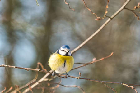 one blue tit on a tree in the winter , cold and sunny day with no peopleの写真素材