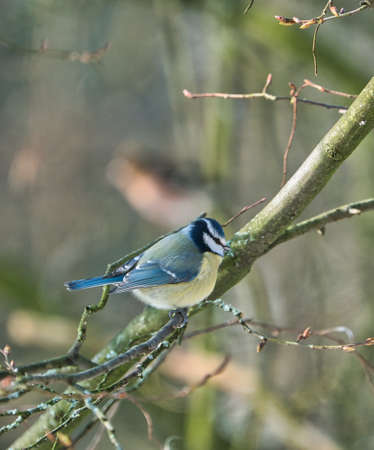 one blue tit on a tree in the winter , cold and sunny day with no peopleの写真素材