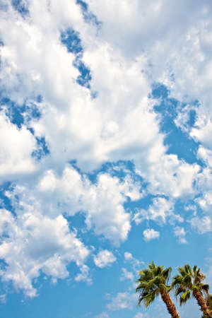 Two palms on the sky with many white clouds as a backgroundの写真素材