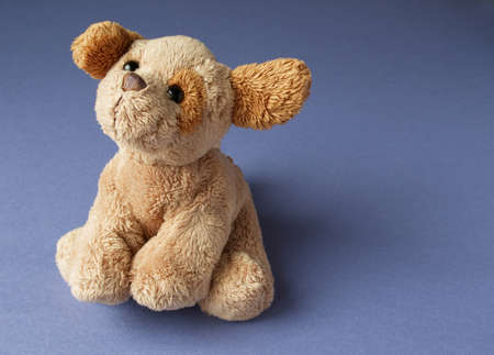 Cute puppy on blue backgroundの写真素材