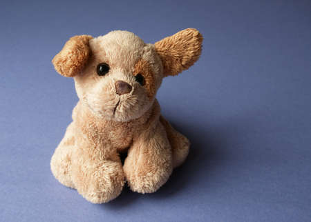 Cute puppy on blue backgroundの写真素材
