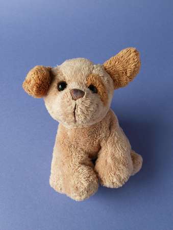Cute puppy on blue backgroundの写真素材