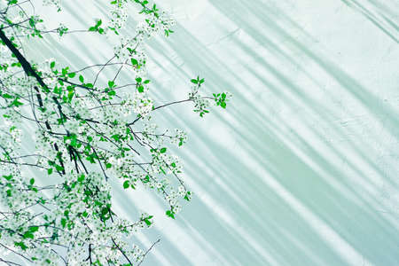 Beauty Cherryの写真素材