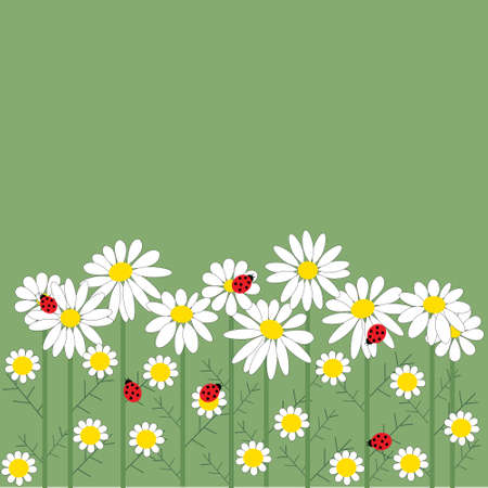 Chamomile flowers on a green  backgroundのイラスト素材