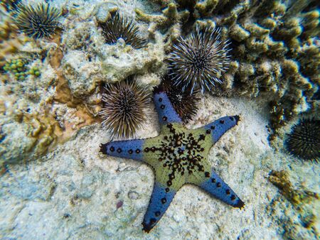 Starfish with a sea urchinの写真素材