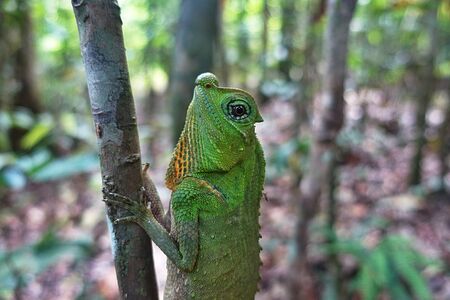 Small lizard sitting on a stick