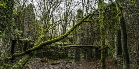 Old ruins and trees covered by the green moss panoramaの写真素材