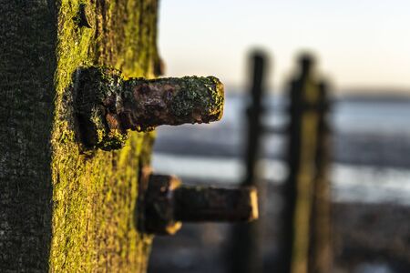 Detail of the old rusty screw in a rotten wood covered by green moss