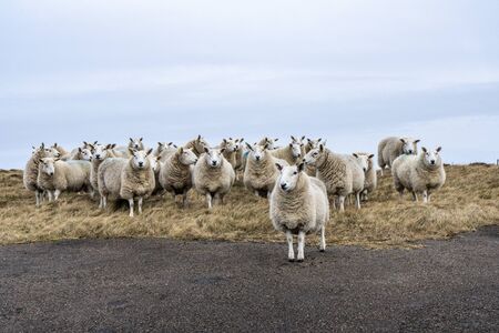 Curious herd of sheep standing on pasture and watching what is going onの写真素材