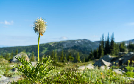 Blooming green flower in a late summer meadow
