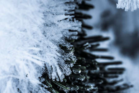 Frozen pine branch with crystals of ice during cold winterの写真素材