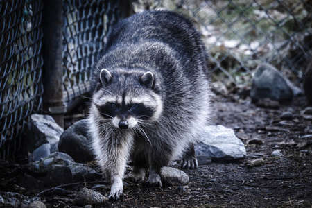 Gray raccoon walking around the fenceの写真素材