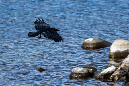 Raven flying over the lake with few rocks in a waterの写真素材